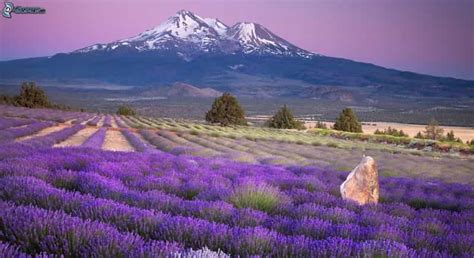 Nice: Gorges of Verdon and Fields of Lavender Tour | GetYourGuide