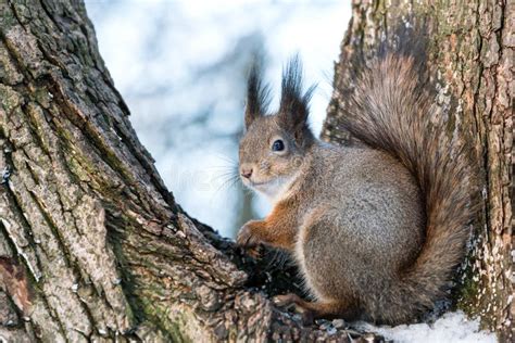 Eurasian Red Squirrel In Grey Winter Coat Stock Image - Image of ...