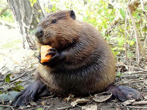 Beaver eating | Niedlich