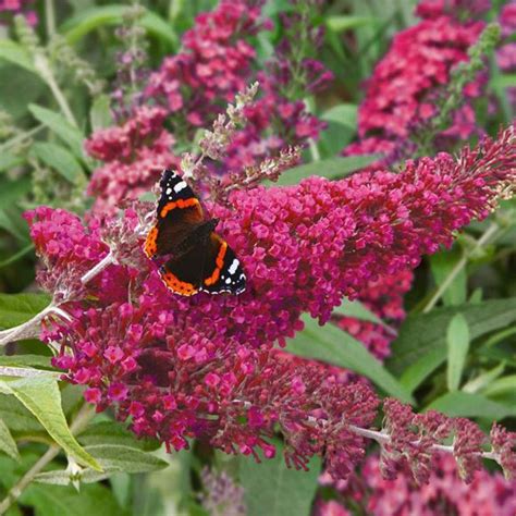 Butterfly Bush, Dwarf Butterfly Bush - Our Plants - Kaw Valley Greenhouses