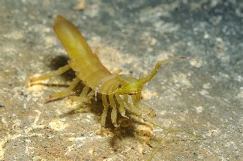 Port Phillip Bay Taxonomy Toolkit