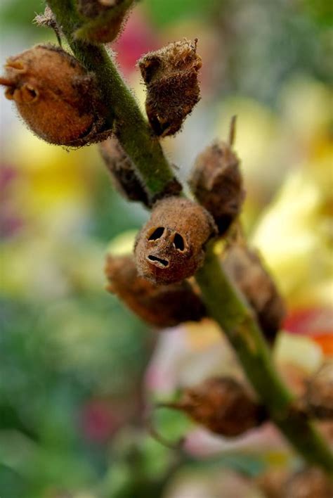 The Antirrhinum¸ Dragon’s Skull ─ The Repulsive Complexion of ...