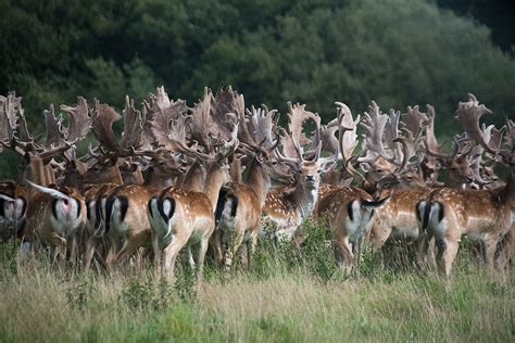 Rewilding - Rex Weyler - Greenpeace International