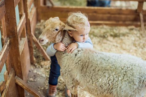 Meeting the animals - keeping children safe at a petting zoo