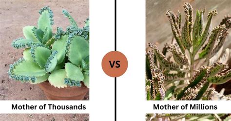 Mother of Millions (Kalanchoe Delagoensis): Care and Propagation ...