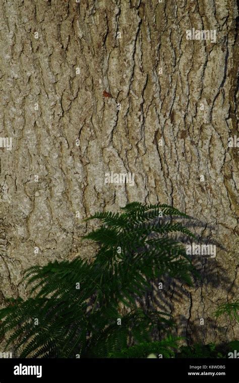 English Oak Bark Stock Photos & English Oak Bark Stock Images - Alamy