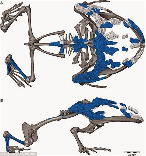 Devil frog fossil revealed