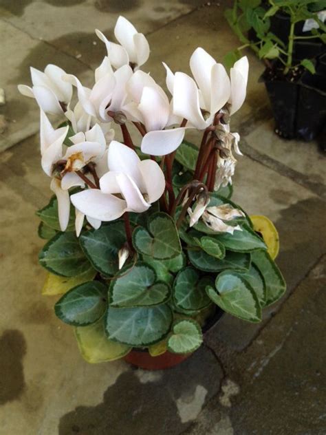 Cyclamen (cyclamen species): Your plant belongs to the Cyclamen genus of which there are many ...