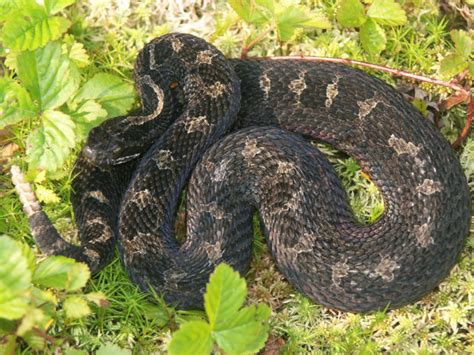 2.6 The Conservation of the Eastern Massasauga (Sistrurus catenatus ...