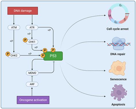 Kinases | AAT Bioquest