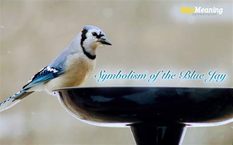 Blue Jay - Spirit Animal and Symbolism of the Blue Jay