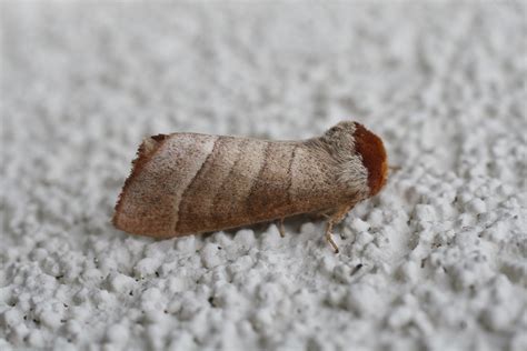 Maryland Biodiversity Project - Walnut Caterpillar Moth (Datana integerrima)