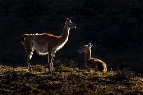 Restoring the Guanaco’s Habitat in Patagonia National Park - Fundación Rewilding Chile