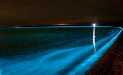 La Parguera, Puerto Rico is known for its bioluminiscent bay, which illuminates in response to ...