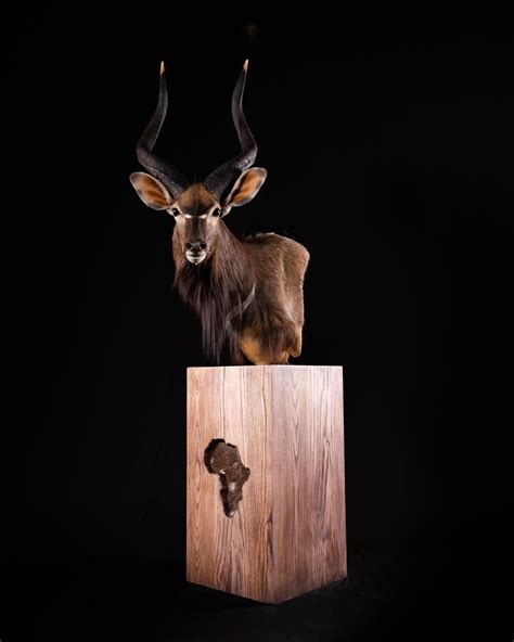 Nyala Taxidermy Pedestal Mount - African Map Base