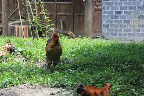 Rooster Chicken Farmhouse - Free photo on Pixabay - Pixabay