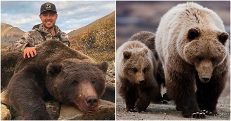 Judge Blocks America's First Grizzly Bear Hunt In Decades