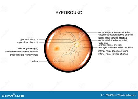 Anatomy of the fundus stock vector. Illustration of improvement - 115880608