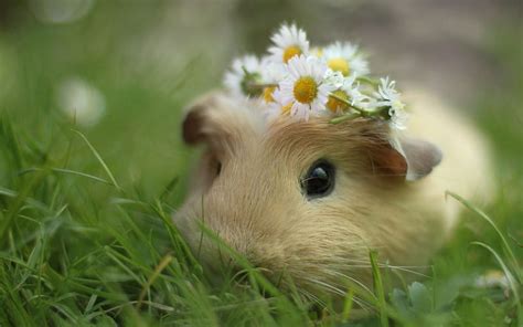 1920x1080px, 1080P free download | Cute Guinea Pig, Pig, Cute Guinea ...