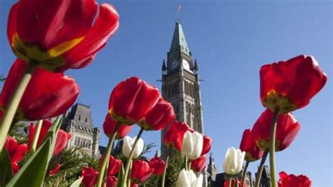 The Tulip Festival has begun, and here's where to take them in | CBC News