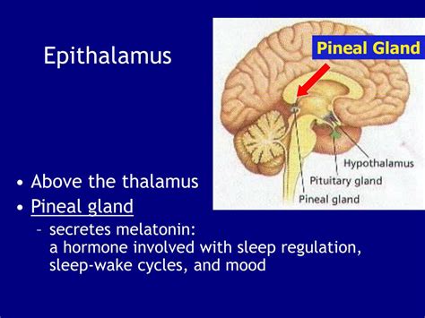 Epithalamus Diagram