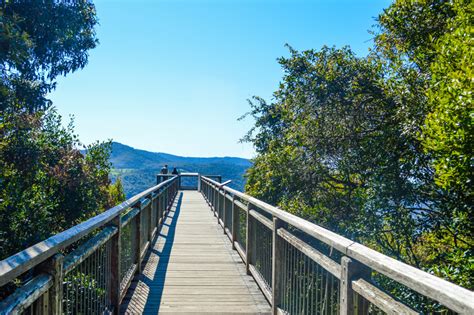 Dorrigo Skywalk, NSW Australia | www.thewanderbug.com • The Wanderbug