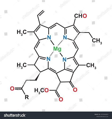 Chlorophyll B Chemical Structure Vector Illustration Stock Vector (Royalty Free) 2135391623 ...