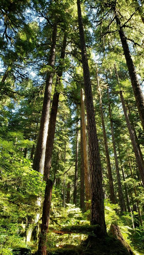 Best Waterfall Trails near Port Angeles, Washington | AllTrails