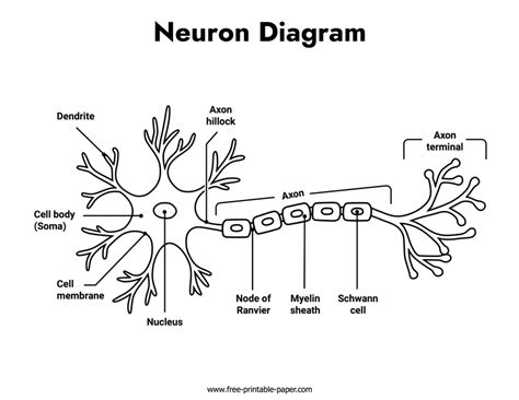 Neuron Diagram – Free-printable-paper.com