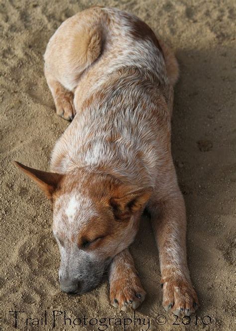 Resultado de imagem para blue heeler wallpaper | Heeler puppies, Blue heeler dogs, Austrailian ...