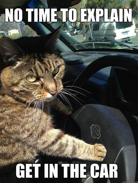 no time to explain get in the car!! :D lol cat, funny, haha | Lustige katzen, Katzen, Lustig