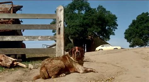 Cujo (1983)