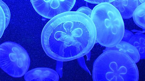 Desktop Wallpaper Blue Jellyfish, Fishes, Underwater, Hd Image, Picture ...