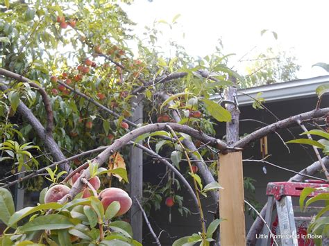 Little Homestead In Boise : Saving Our Peach Tree, Harvesting ...