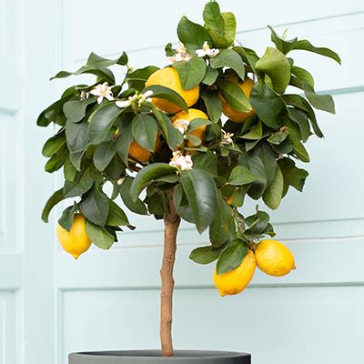 Dwarf Lemon Tree Leaves Turning Yellow - Infoupdate.org