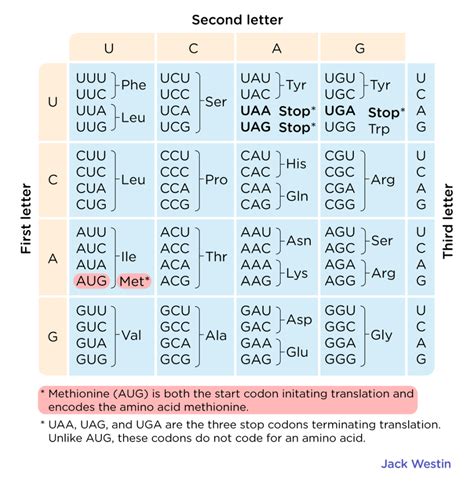 The Triplet Code - Genetic Code - MCAT Content