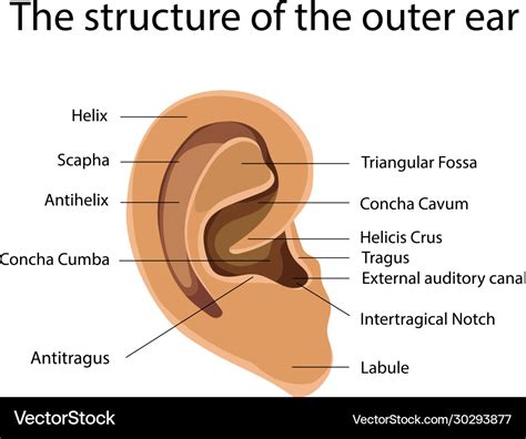 Outer ear structure Royalty Free Vector Image - VectorStock