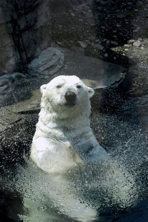 Gus, the Depressed Central Park Polar Bear, Dead at 27