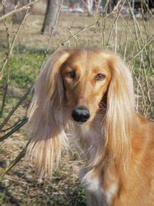 Saluki Temperament and Puppy Info (Price, Breeders, etc)