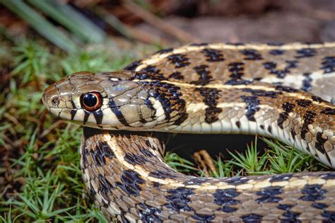 Checkered garter snake a gentle, gorgeous snake that’s common in San Antonio