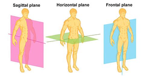 Frontal Plane Definition Anatomy Anatomy Drawing Diagram | My XXX Hot Girl