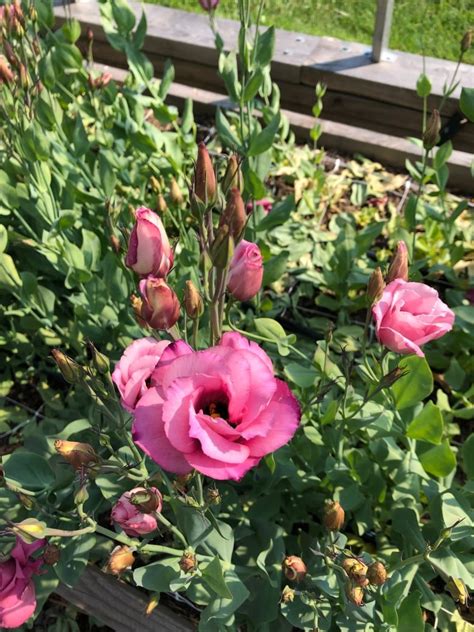 Flower farms take root in New Brunswick | CBC News