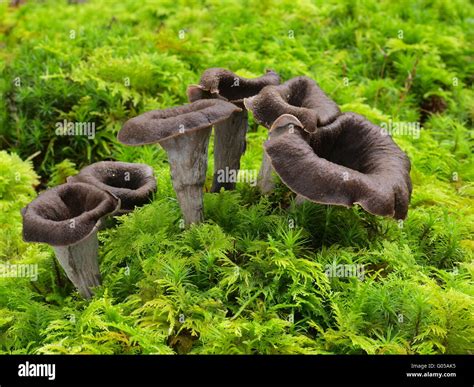 Mykorrhiza hi-res stock photography and images - Alamy