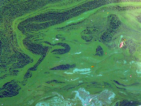 Cyanobacteria and Algae Blooms - Lake Windermere Ambassadors