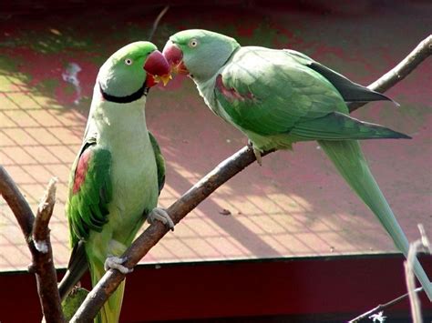 love birds? or just birds in love? | Parakeet, Parrot, Pet birds