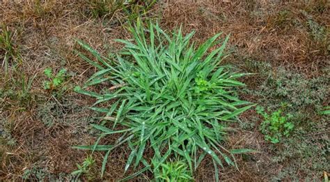 Top 8 Weeds That Look Like Grass [Identify & Remove]