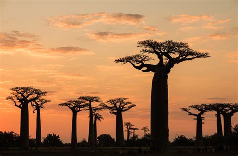 Tsingy de Bemaraha and Avenue of the Baobabs - Roam to Discover