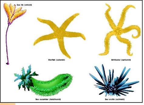 Echinoderm - Biology Encyclopedia - body, human, animal, system ...