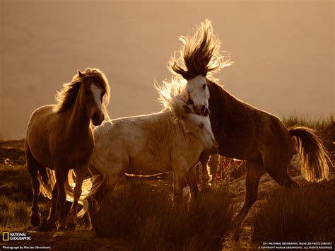 Amazing Animal Pictures from National Geographic (July 2011) | Amazing Creatures
