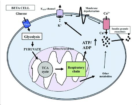 | Key mechanisms of glucose-induced insulin secretion. Glucose enters ...